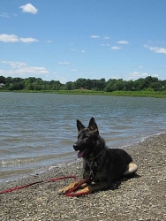 Kaisur, German Shepherd