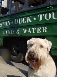 Kaya, Soft-Coated Wheaten Terrier