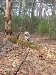 Kaya, Soft-Coated Wheaten Terrier