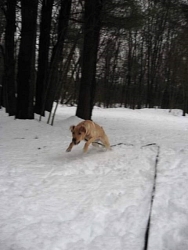 Kipper, Labrador Retriever