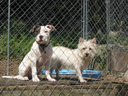 Lady, Pitbull and Chloe, Westie