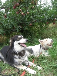 Leilah, Husky cross; Charlie, Wire Fox Terrier