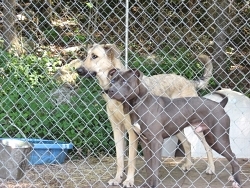 Lily, Shepherd cross; Daeo, American Pit Bull Terrier