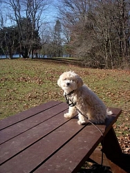 Lola, Maltipoo