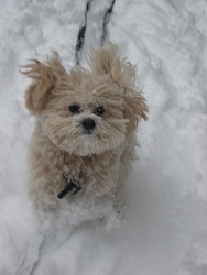 Lola, Maltipoo