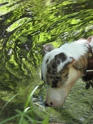 Lou, Catahoula cross