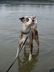 Lou, Catahoula cross