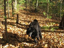 Lucy, Standard Poodle