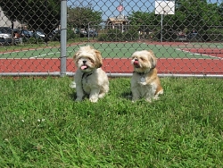 Lucy & Lola, Shih Tzu