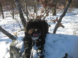 Lucy, Portuguese Water Dog