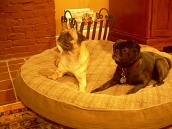 Capone, Pug; Lucy, Pug