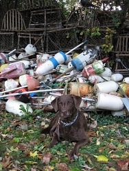 Maggie, Chesapeake Bay Retriever