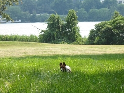 Mary Jane, Jack Russell Terrier