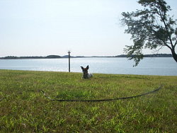 Mary Jane, Jack Russell Terrier