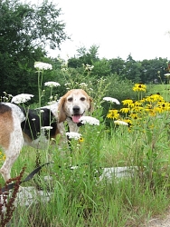 Moe, Beagle cross