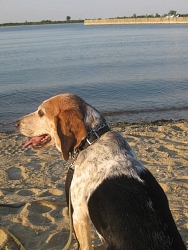 Moe, Beagle cross