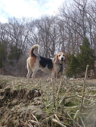 Moe, Beagle cross