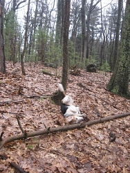 Moe, Beagle cross