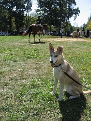 Moka, Husky cross