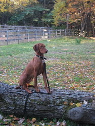 Mowgli, Vizsla