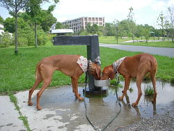 Mowgli & Talli, Vizslas