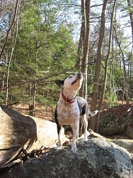 Moxie, Cattle Dog cross