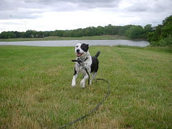 Moxie, Cattle Dog cross