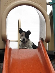 Moxie, Cattle Dog cross