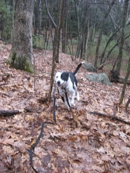 Moxie, Cattle Dog cross