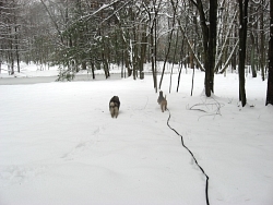 Nata, Keeshound and Lucy, Airedale