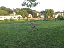 Neala, Weimaraner