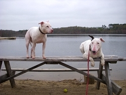 Ivy, Staffordshire Bull Terrier; Nelson, Bull Terrier