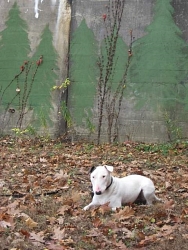 Nelson, Bull Terrier