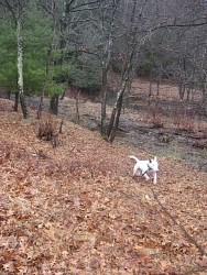 Nelson, Bull Terrier