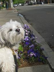 Oliver, Maltese