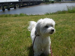 Oliver, Maltese cross