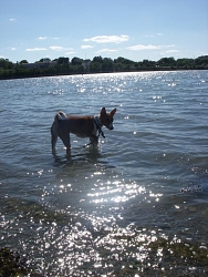 Perry, Basenji