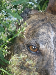 Radar , Greyhound
