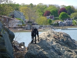 Reuben, Labrador Retriever