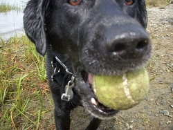 Reuben, Labrador Retriever