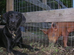 Reuben, Labrador Retriever; Petunia, Duroc cross pig