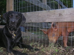 Reuben, Labrador Retriever; Petunia, Duroc cross pig