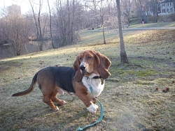 Rooney, Basset Hound