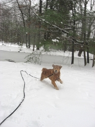 Rosco, Golden Retriever