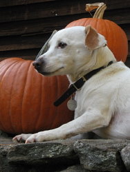 Samantha, Jack Russell Terrier cross