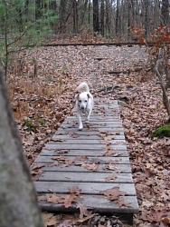 Samantha, Jack Russell Terrier cross