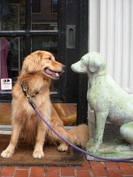 Savannah, Golden Retriever