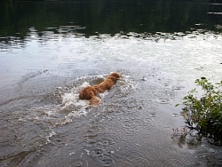 Savannah, Golden Retriever