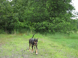 Spike, Greater Swiss cross