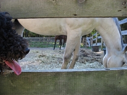 Tabbu, Standard Poodle